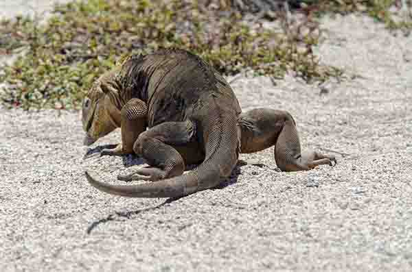 Iguana terrestre de Galápagos - isla Seymour Norte - islas Galápagos - Ecuador 02.jpg
